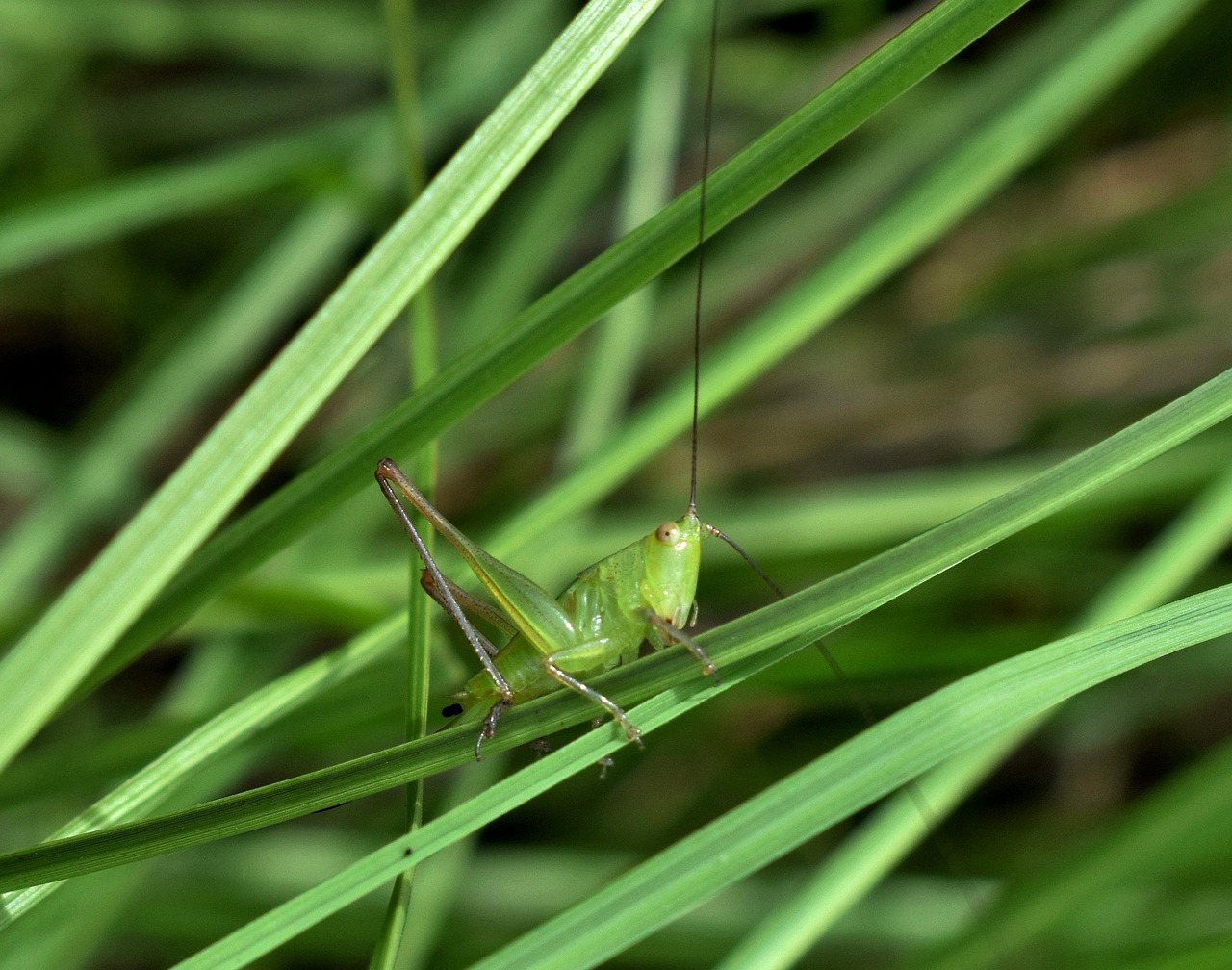 蛐蛐、蟋蟀、蝈蝈、蚂蚱、蚱蜢、蝗虫，有哪些区别？,专家解答解释定义_10DM49.97